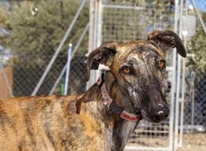 Galgo bringe marron