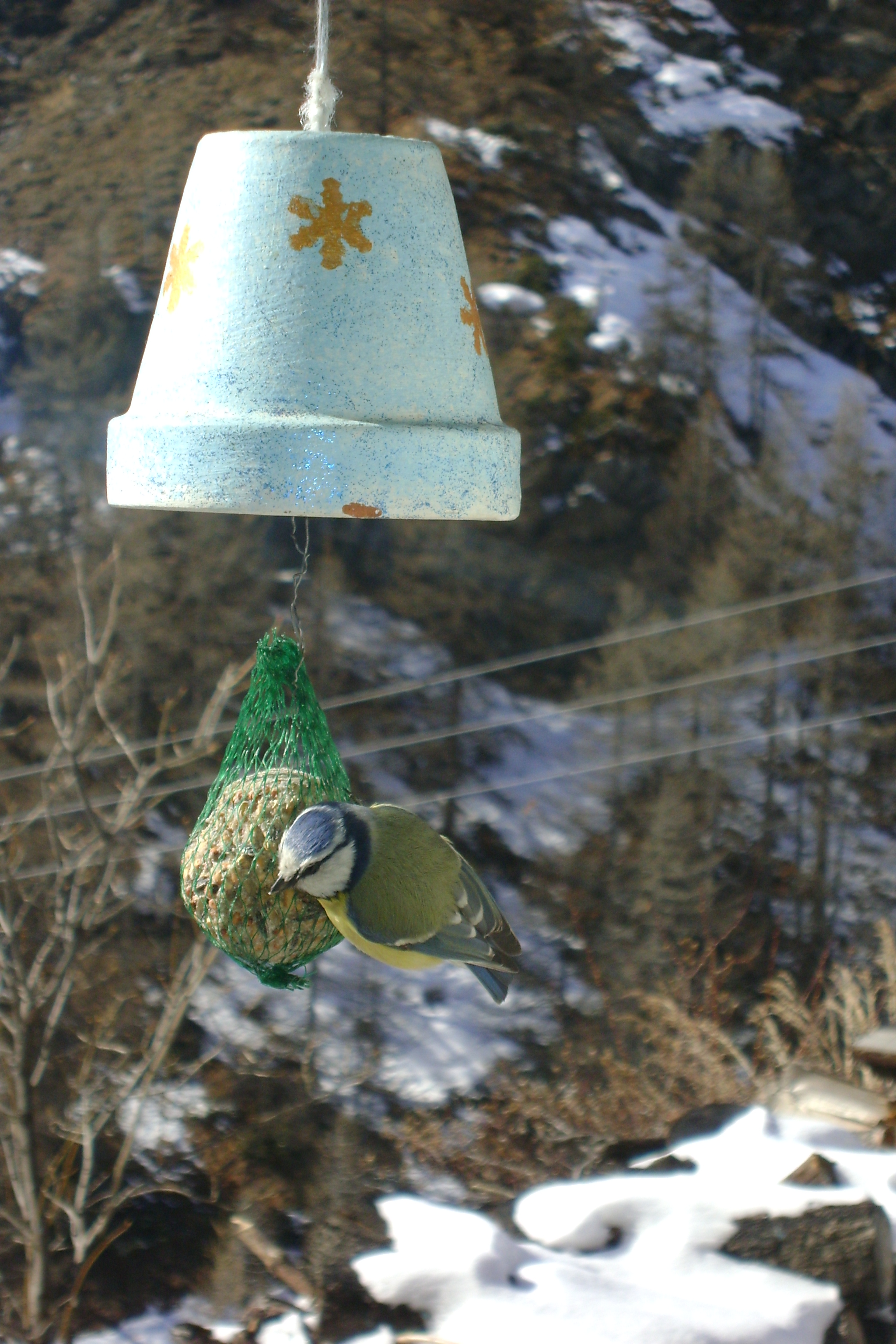 Musique et mesanges 015