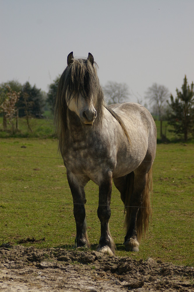 Imgp0012