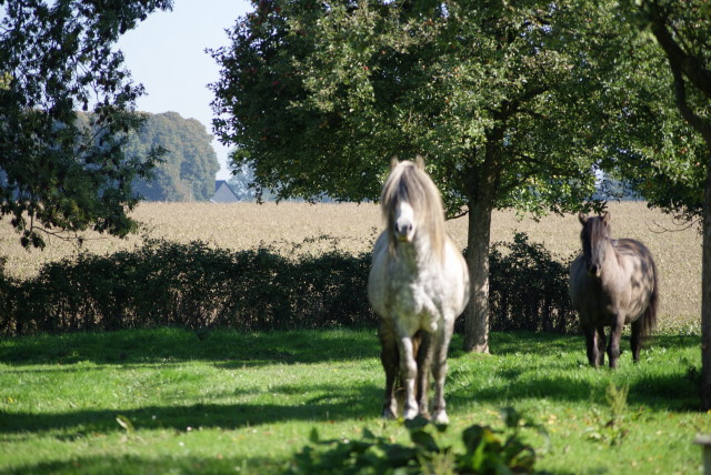 Dsc01041
