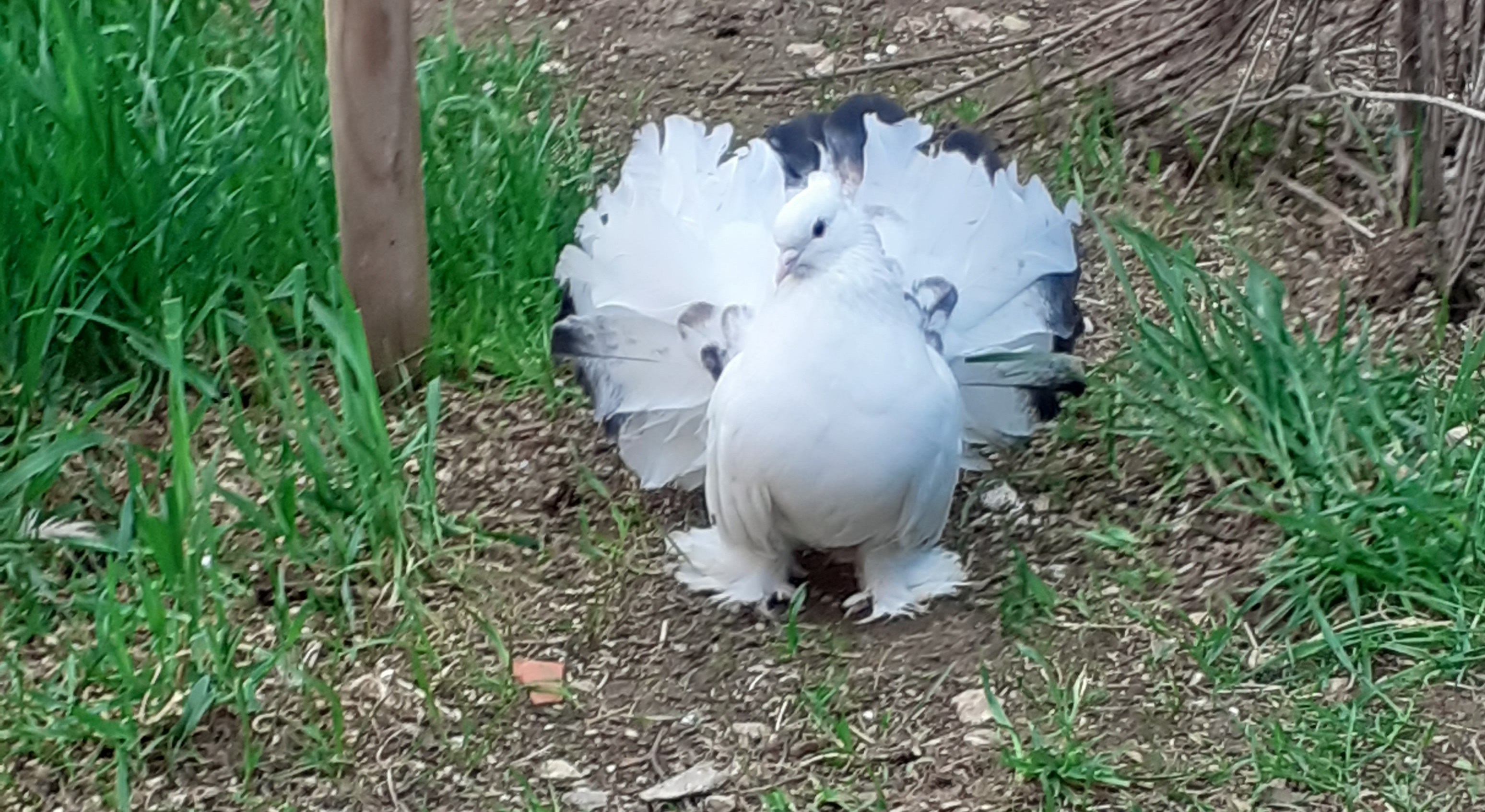 Pigeon-paon-b