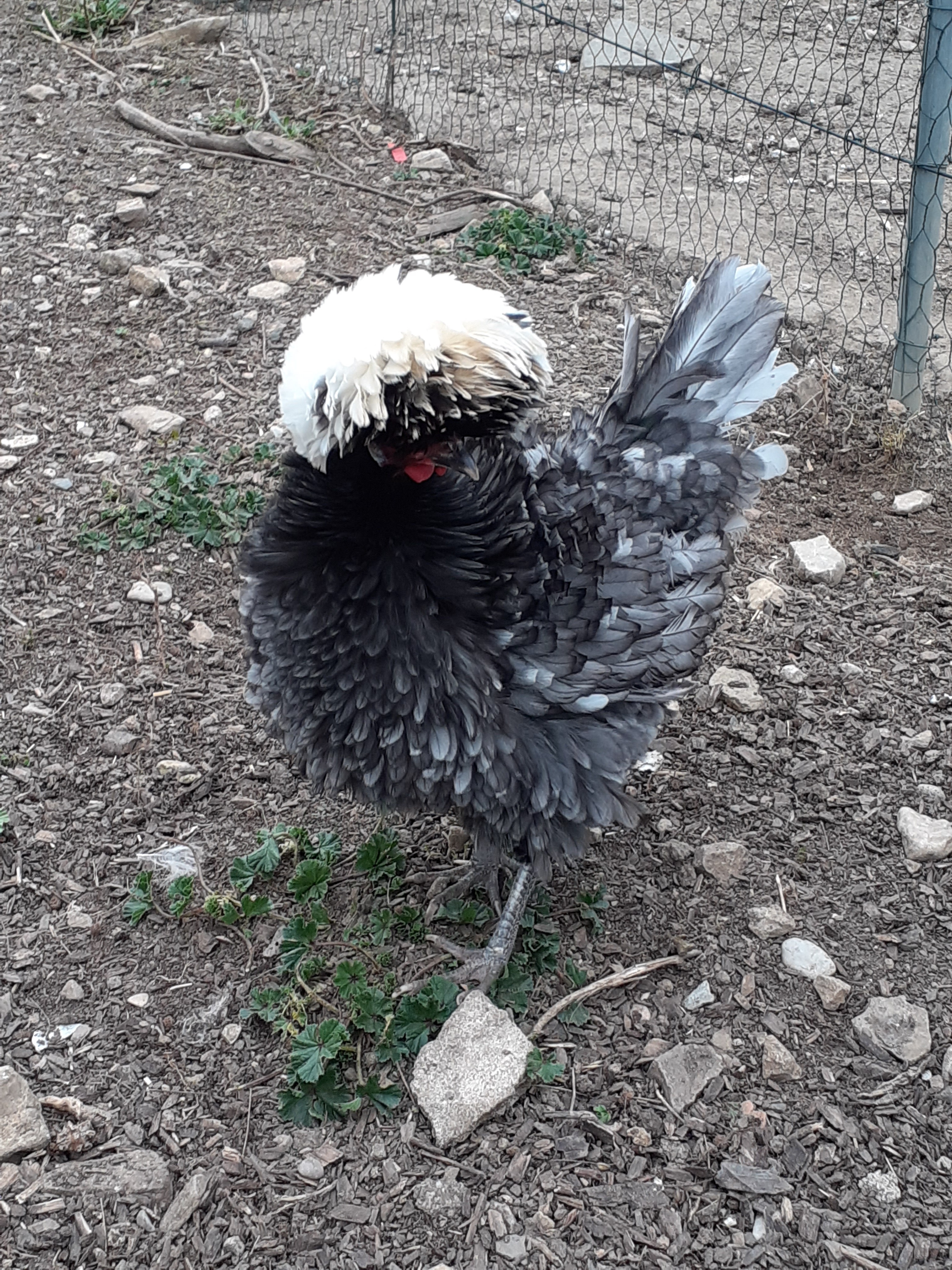 Poule hollandaise