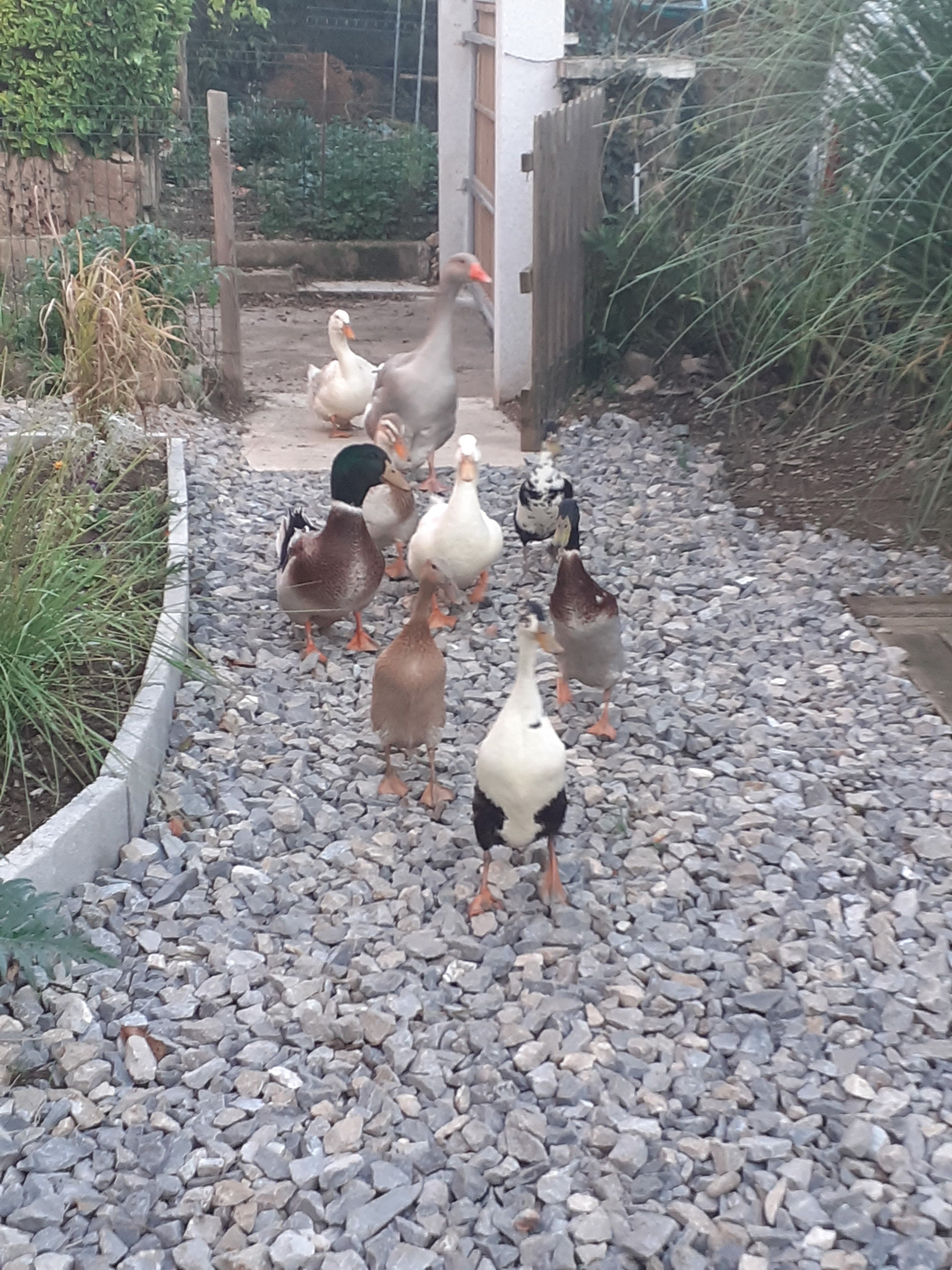 Canards tous