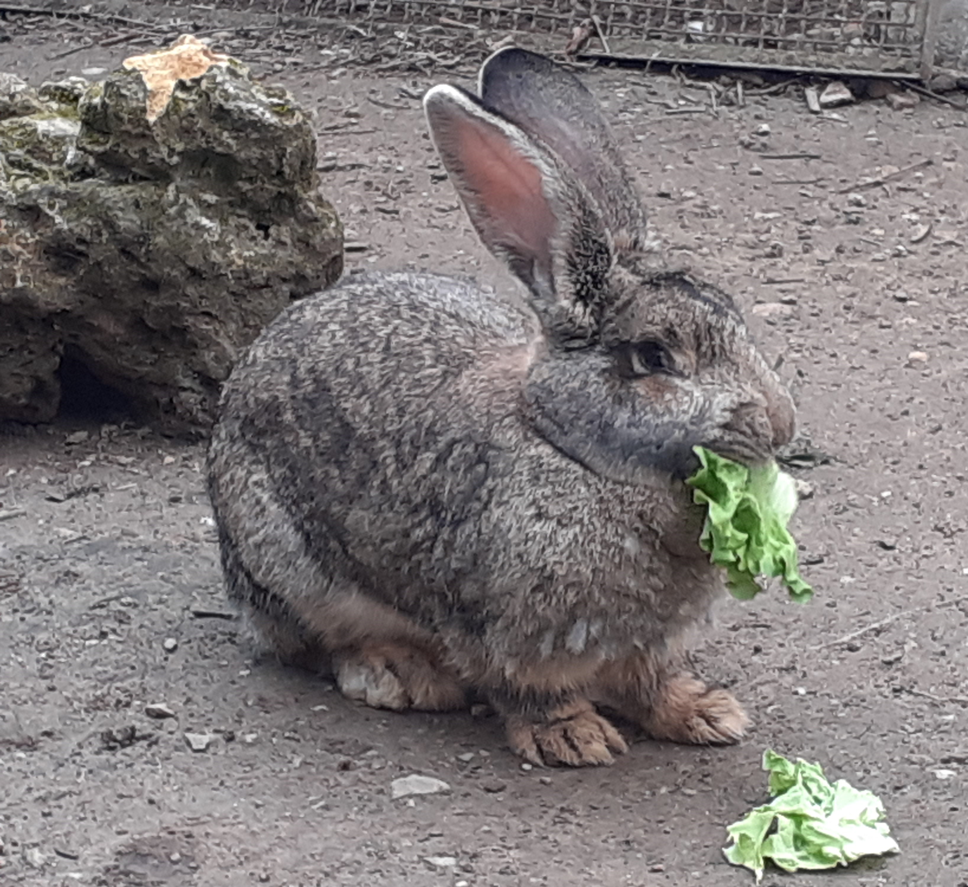 Ostara