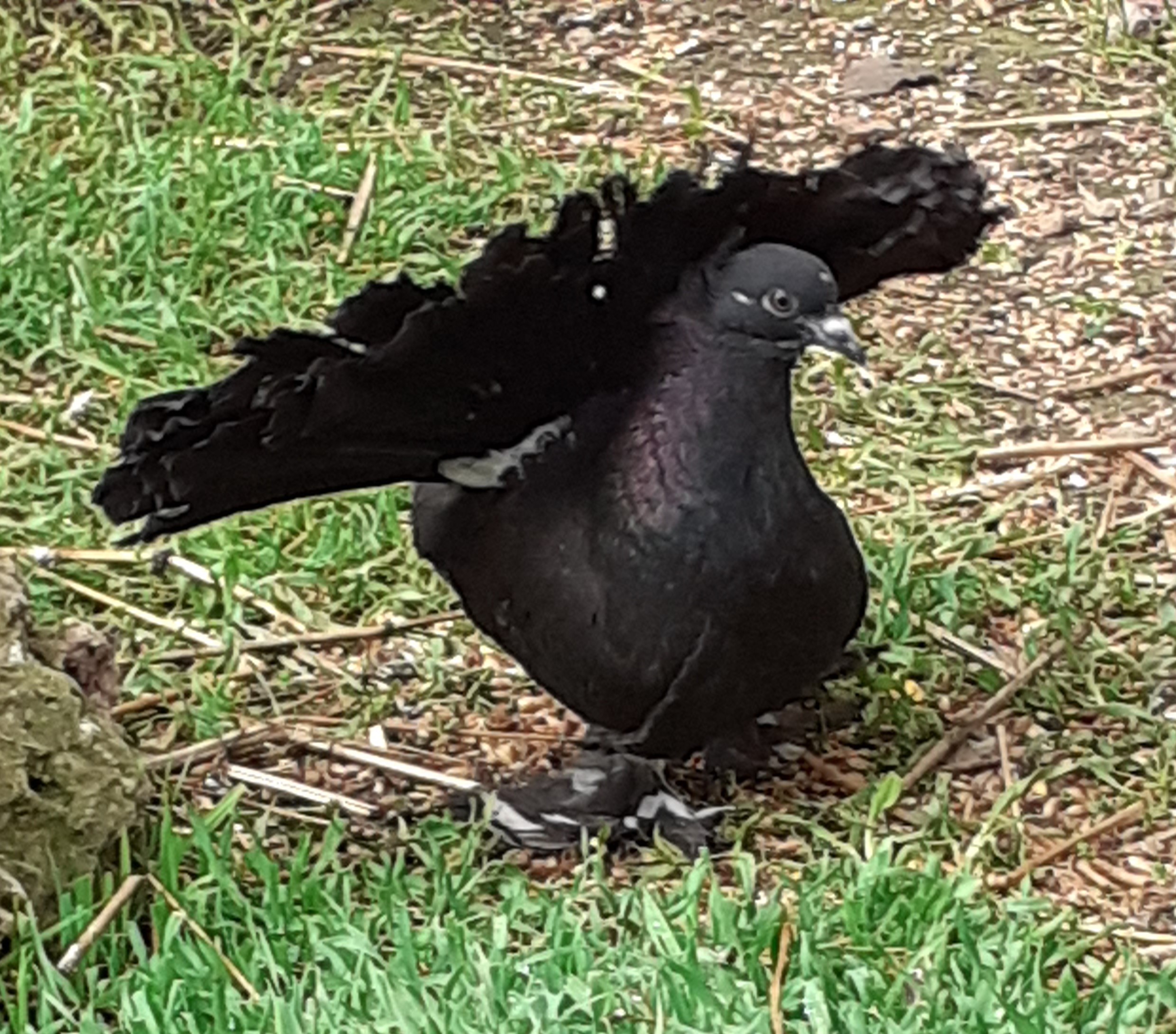 Pigeon-paaon-gris