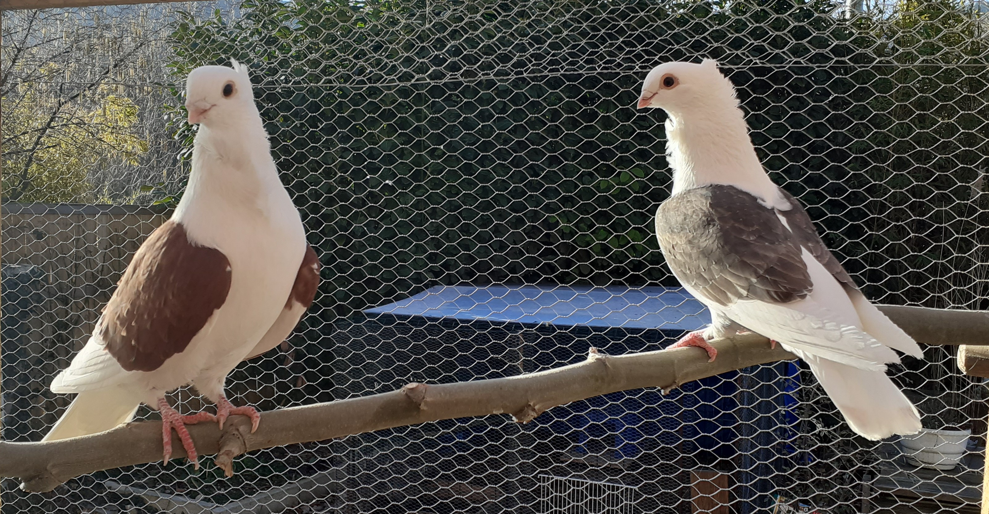Pigeon-voliere