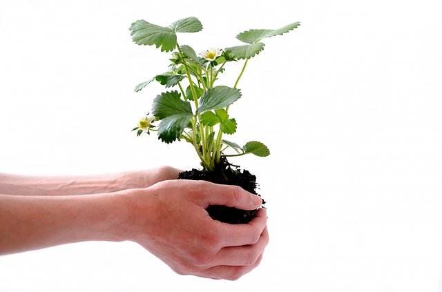Plant 164500 640