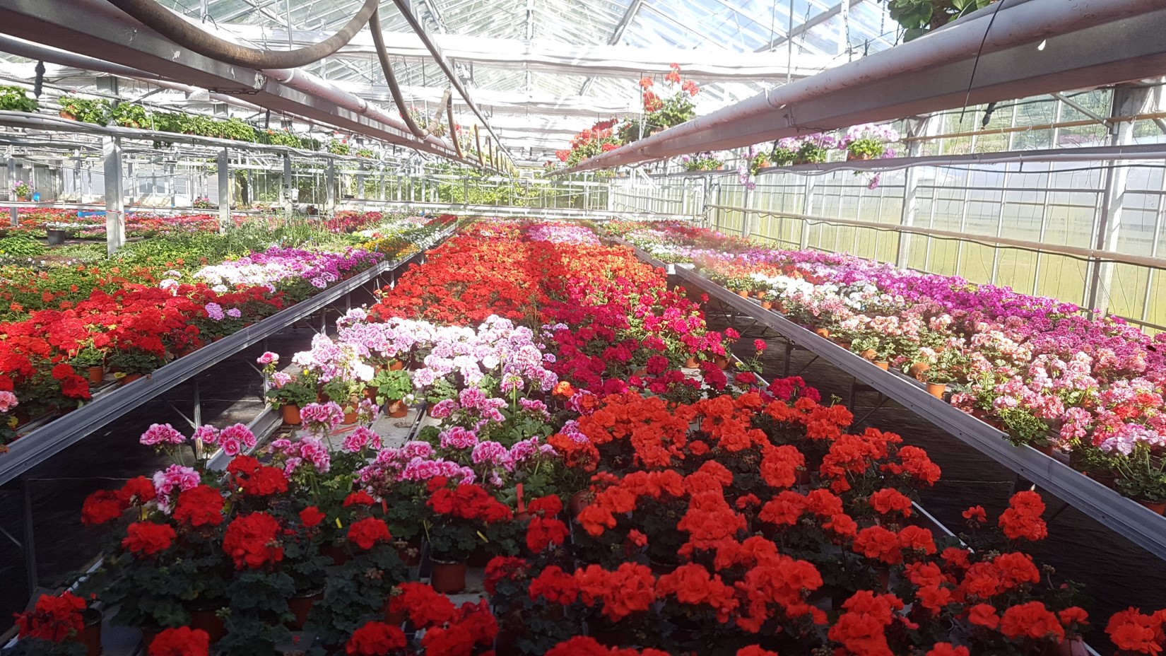 Geranium