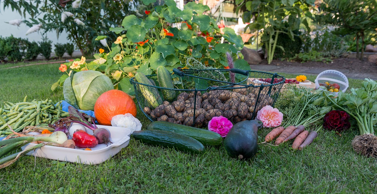Potager legumes 1
