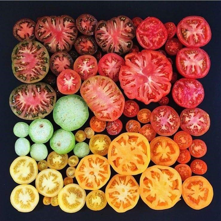 Tomates-coupees