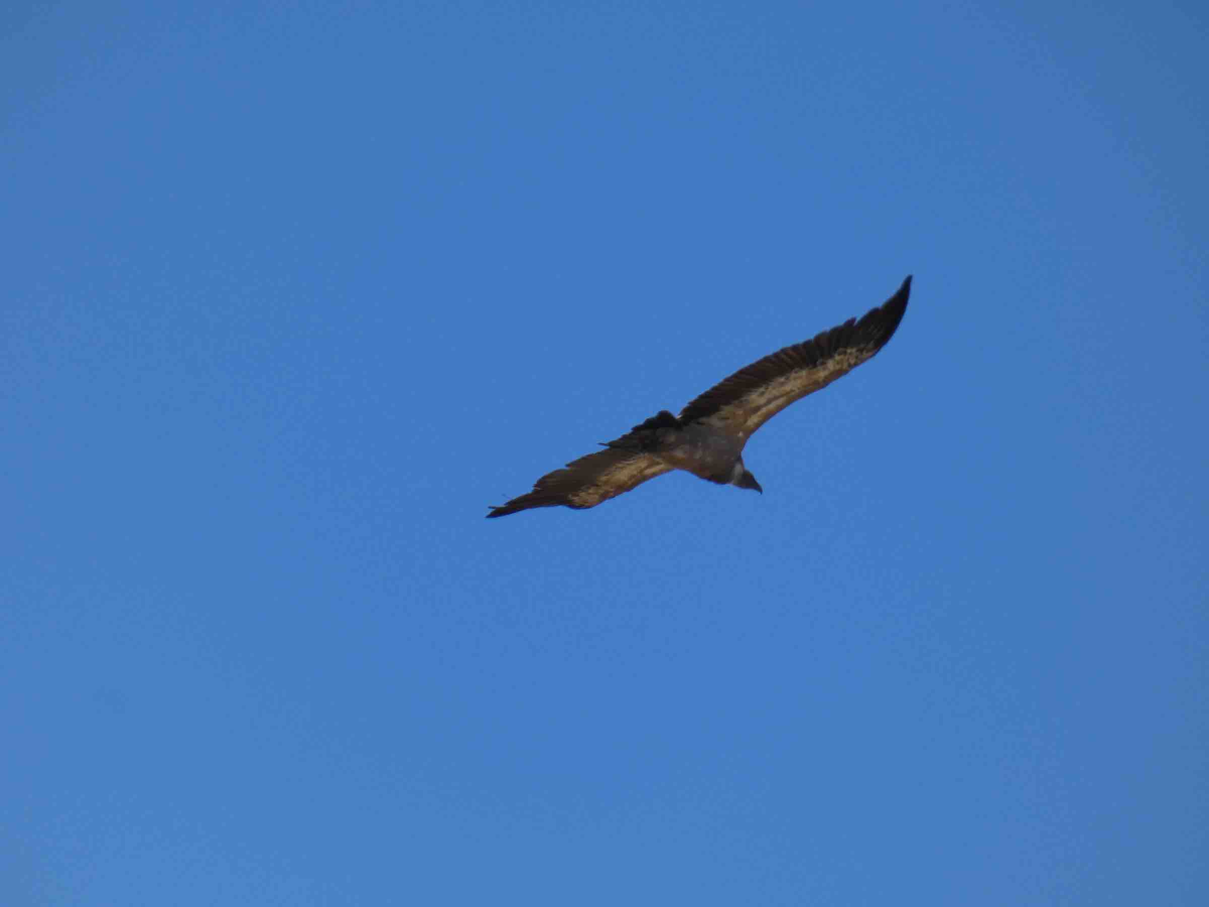 Vautour