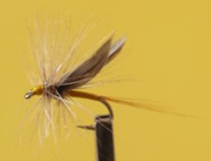 Mouche d Ornans