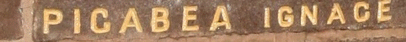 Picabea