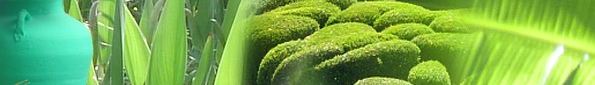 Bande vert