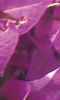 B hor violet