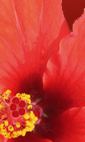 B hor rouge