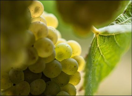 Cépage Melon de Bourgogne dont on fait le Muscadet. Vin de Nantes en Loire Atlantique