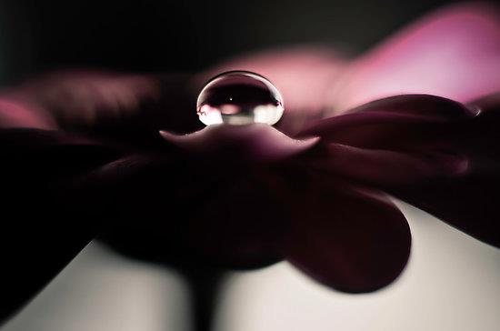 Goutte-eau-sur-fleur