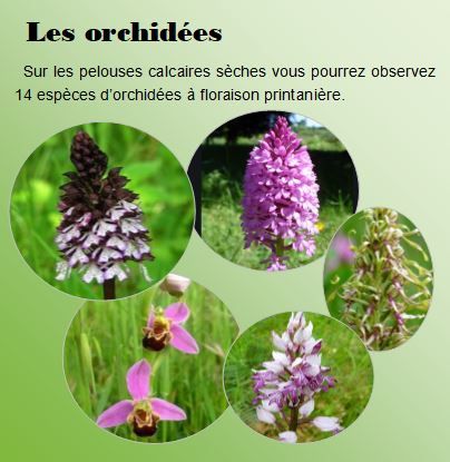 photos de 5 orchidées parmi les 1'4 espéces présentes sur le site des Carrières de la Lie