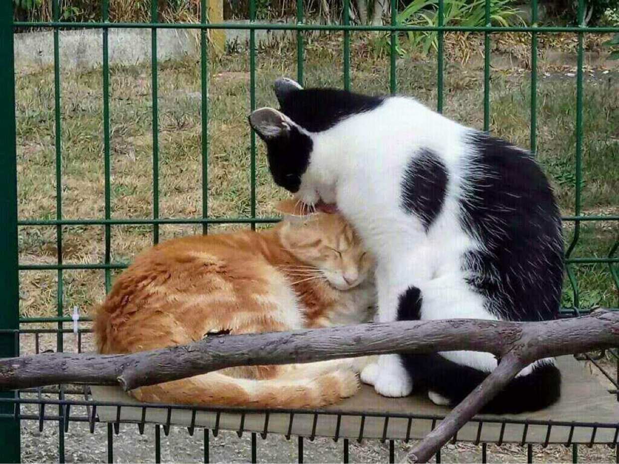 Cajou-et-Loulou