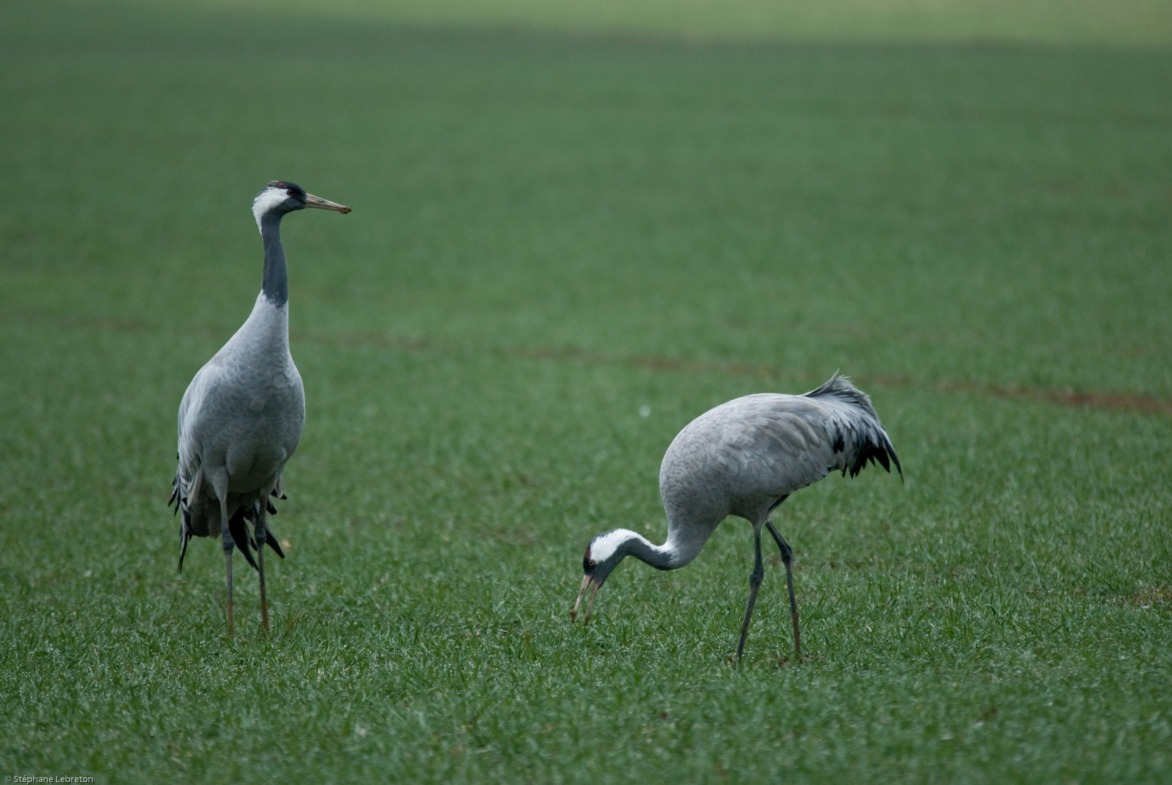 Un hiver avec les grues (chap. 3)