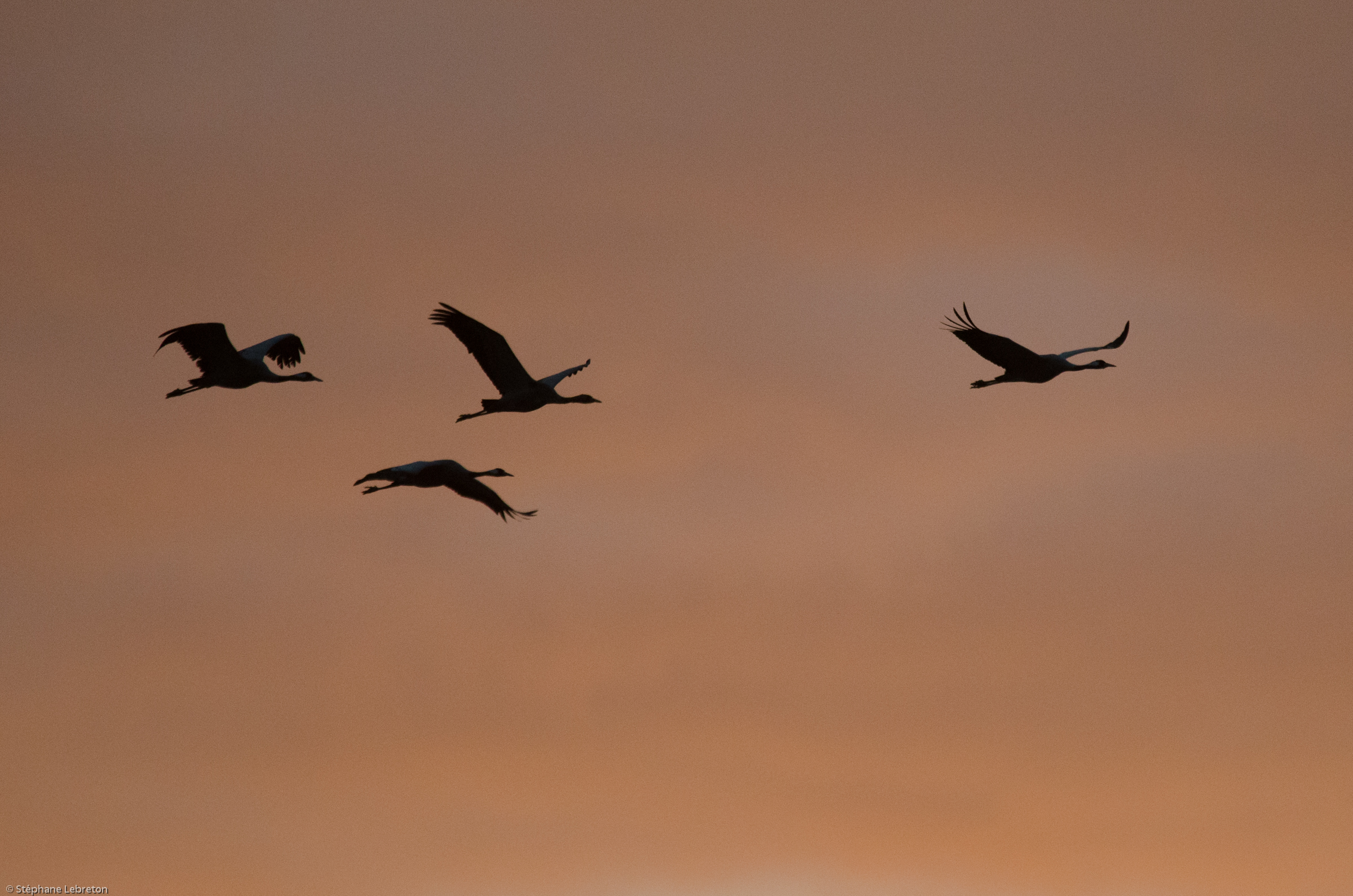 Un hiver avec les grues (chap. 2)