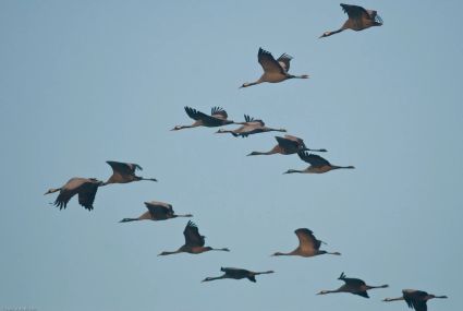 Un hiver avec les grues (chap. 1)