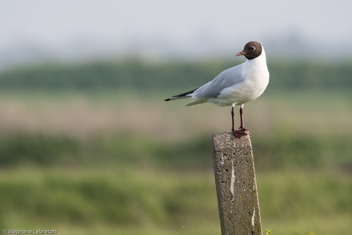 Mouette rse s lebreton