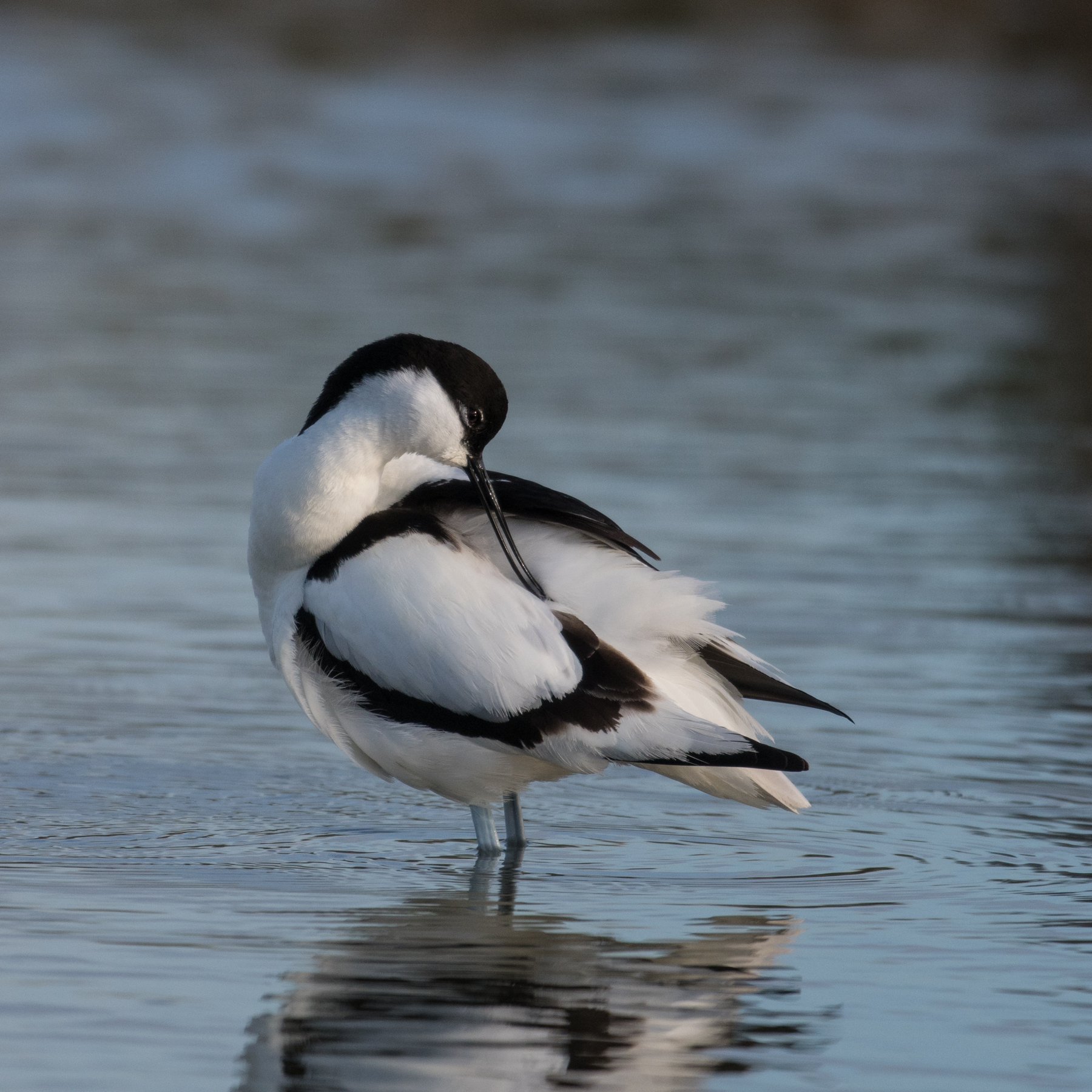Avocette s lebreton