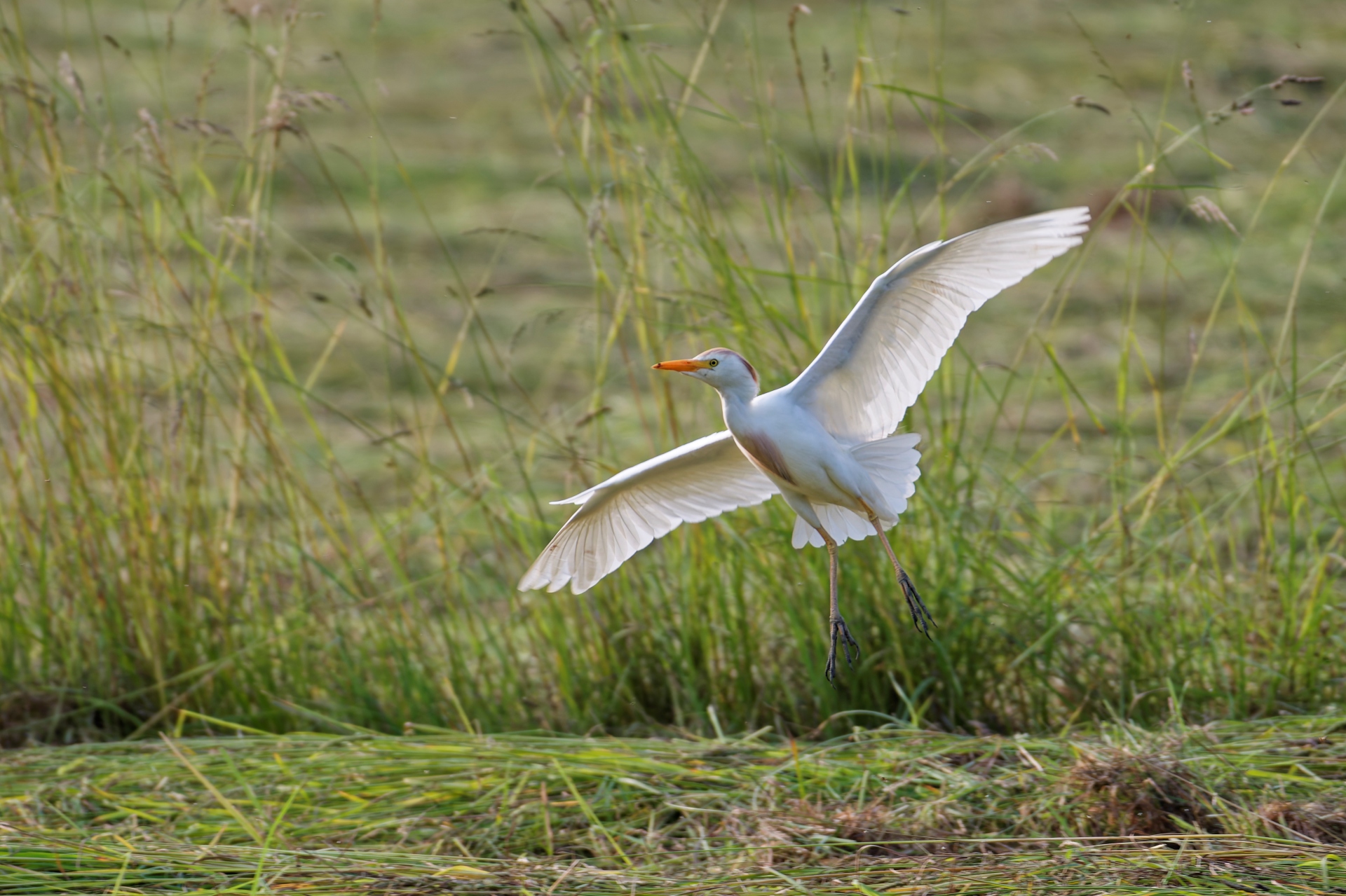R heron gardeboeufs5 foin s lebreton