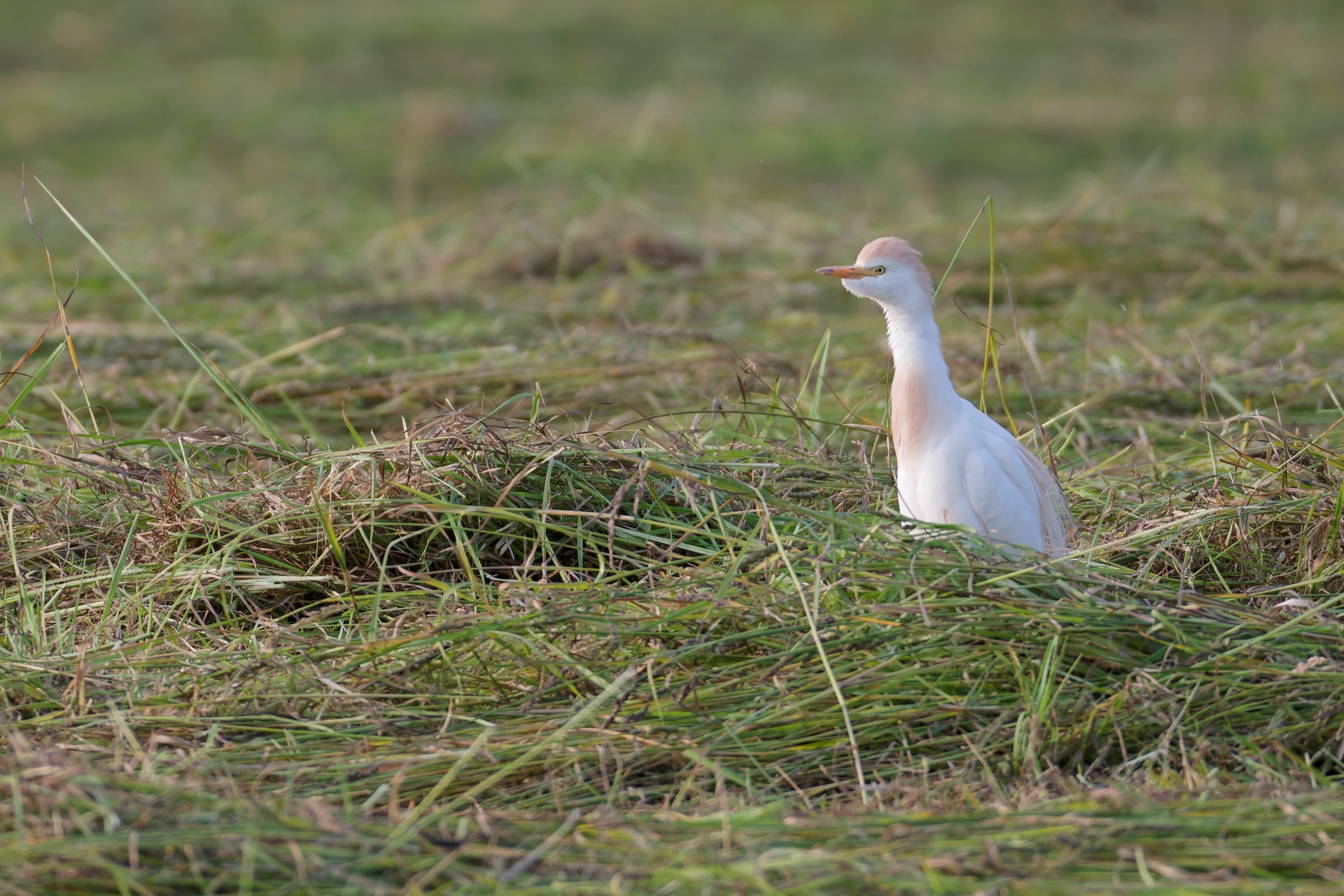 R heron gardeboeufs3 foin s lebreton