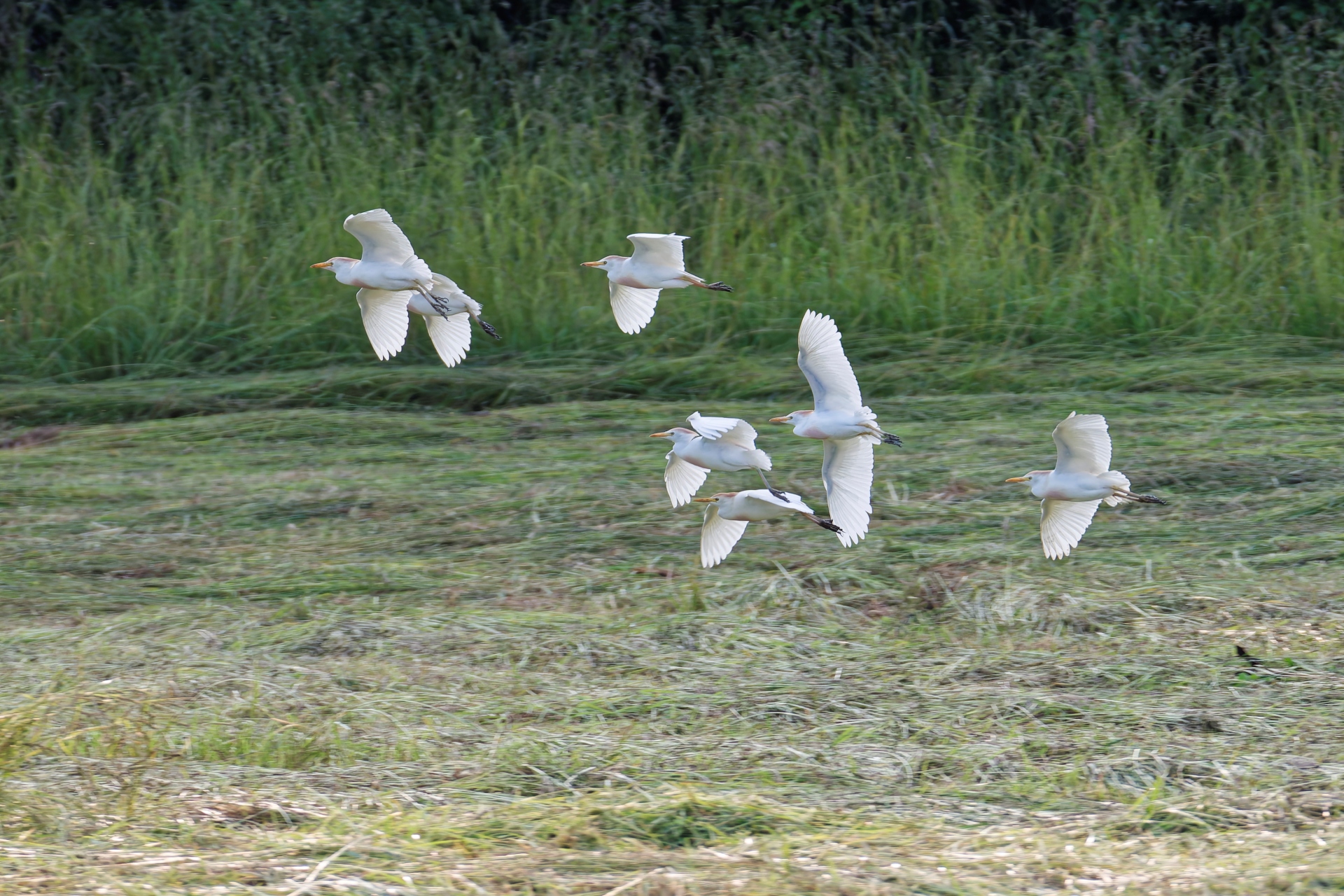 R heron gardeboeufs2 foin s lebreton