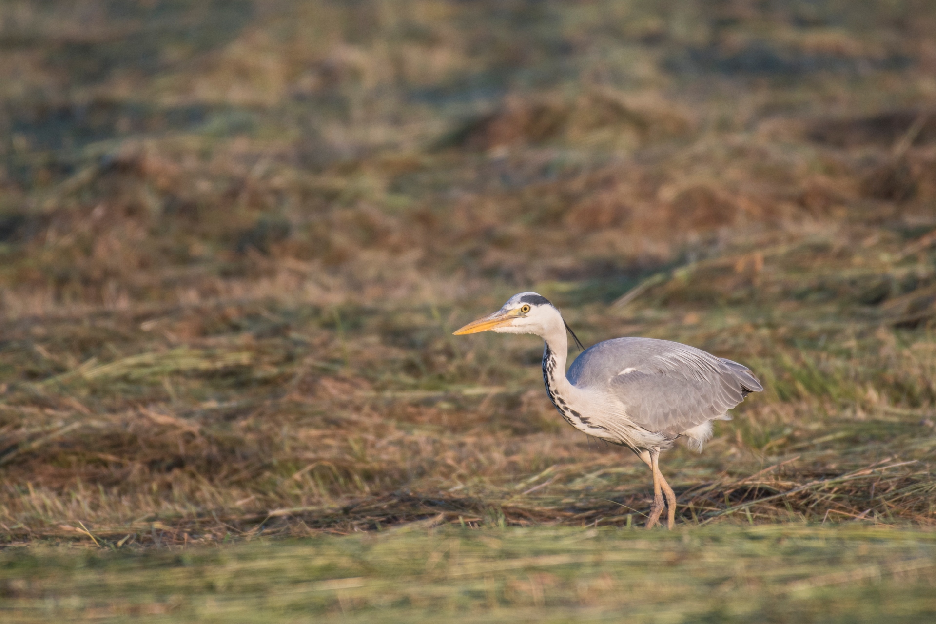 R heron cendre foin s lebreton
