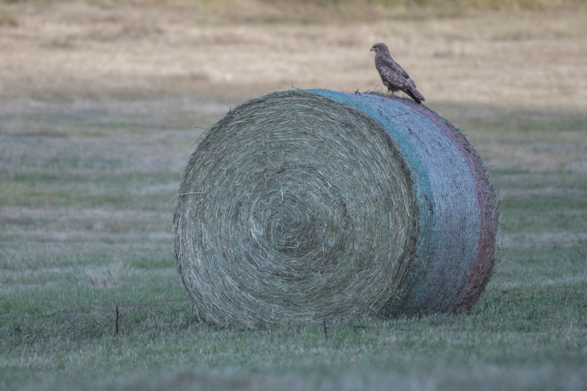 R buse variable foin s lebreton