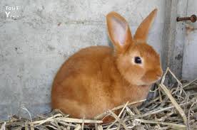 Lapin new