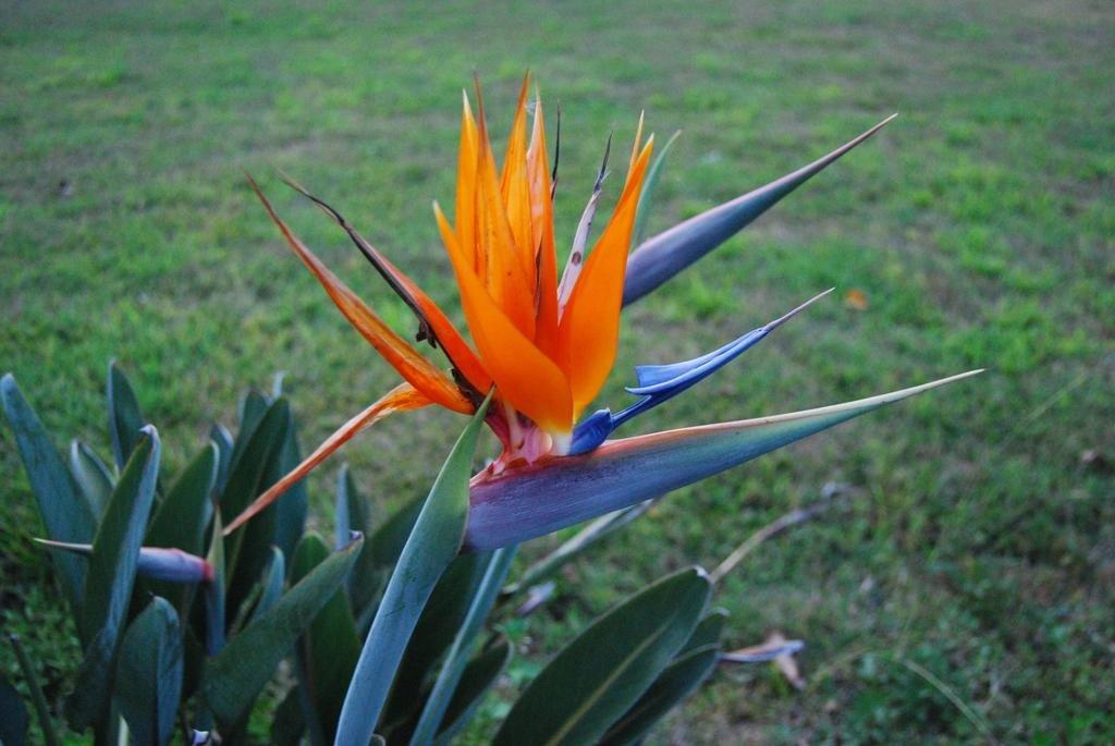 42897610 oiseau du paradis