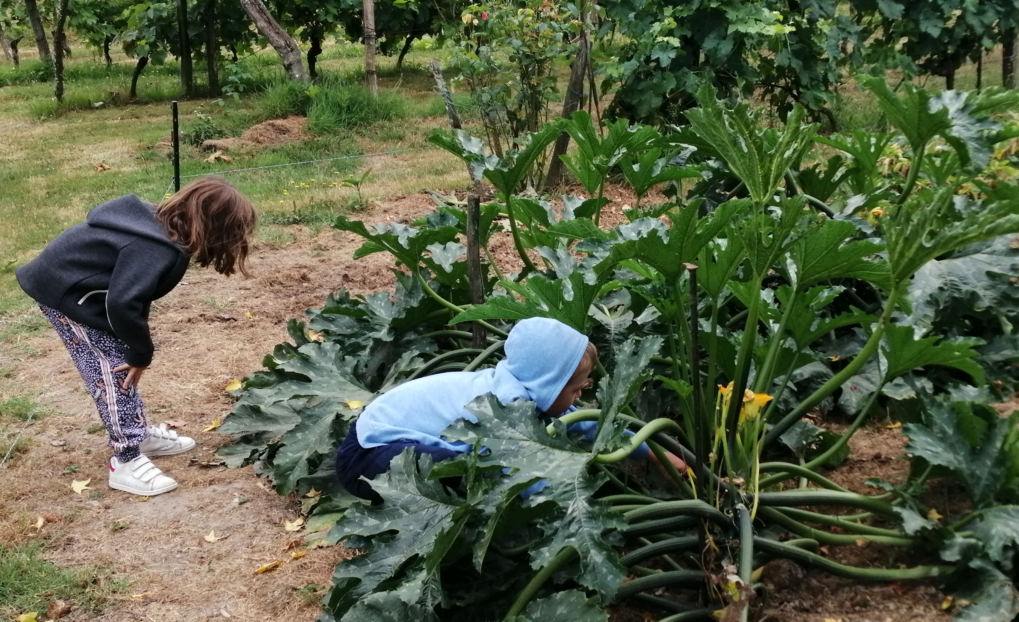 Jardin-2