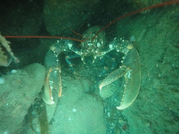 Homard