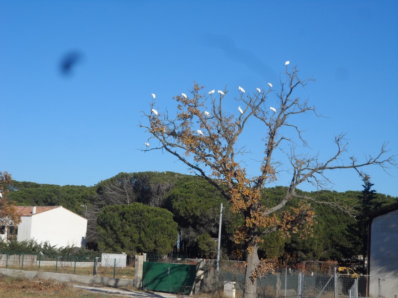 2013 12 14 peniche 62 