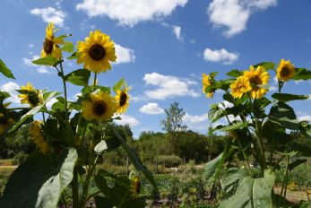 Les tournesols du photographe Luis-Manzanares Didier