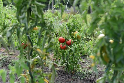 plan de tomate