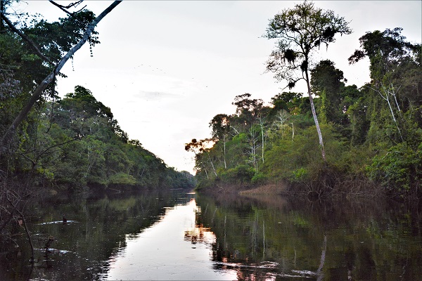 Safari en bateau sur le fleuve amazone au pérou réserve pacaya samiria