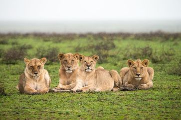 Lions dans le parc national du Serengeti, Tanzanie