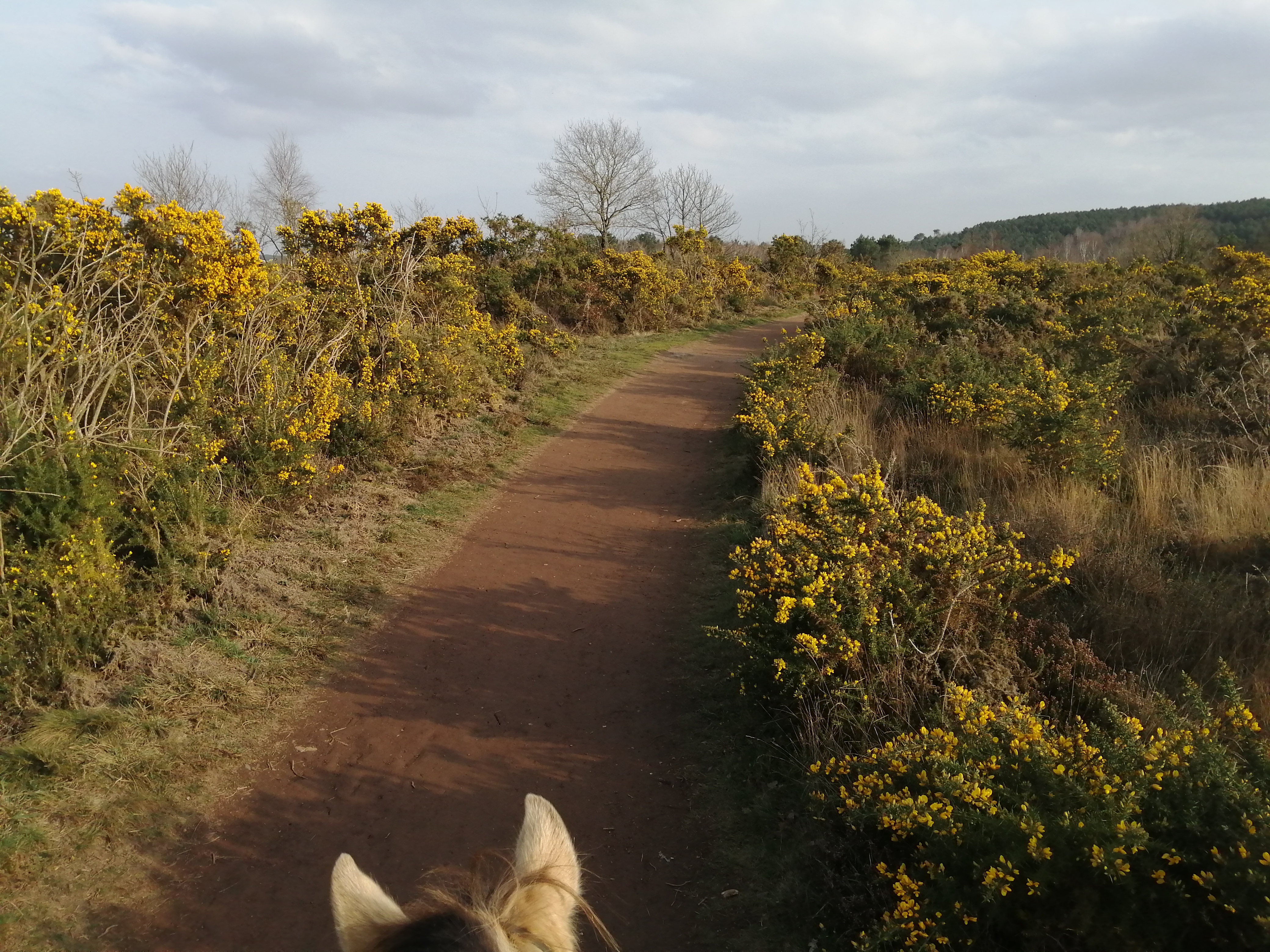 Balades-landes-ajoncs