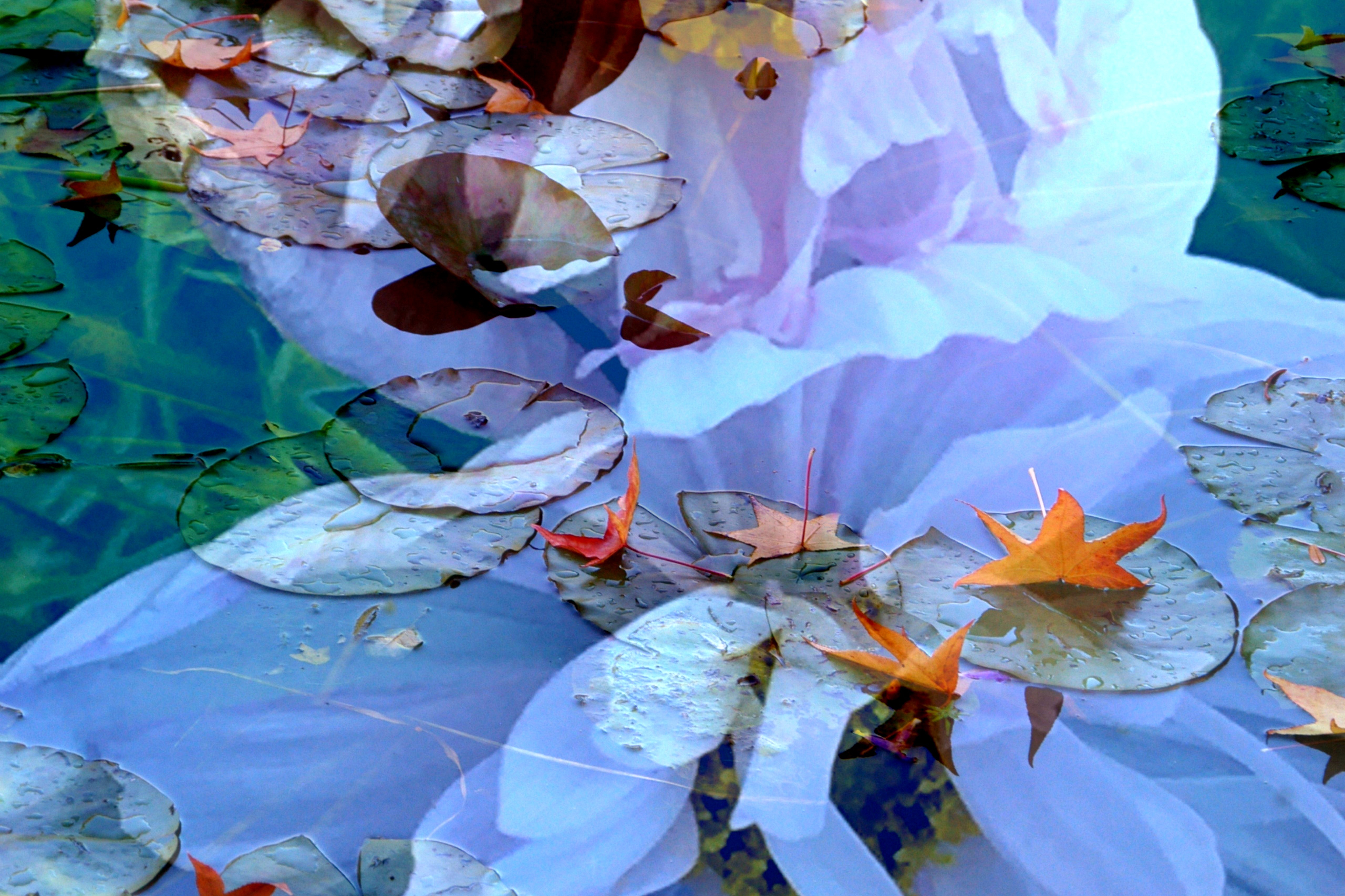 3 expo giverny fleurs10