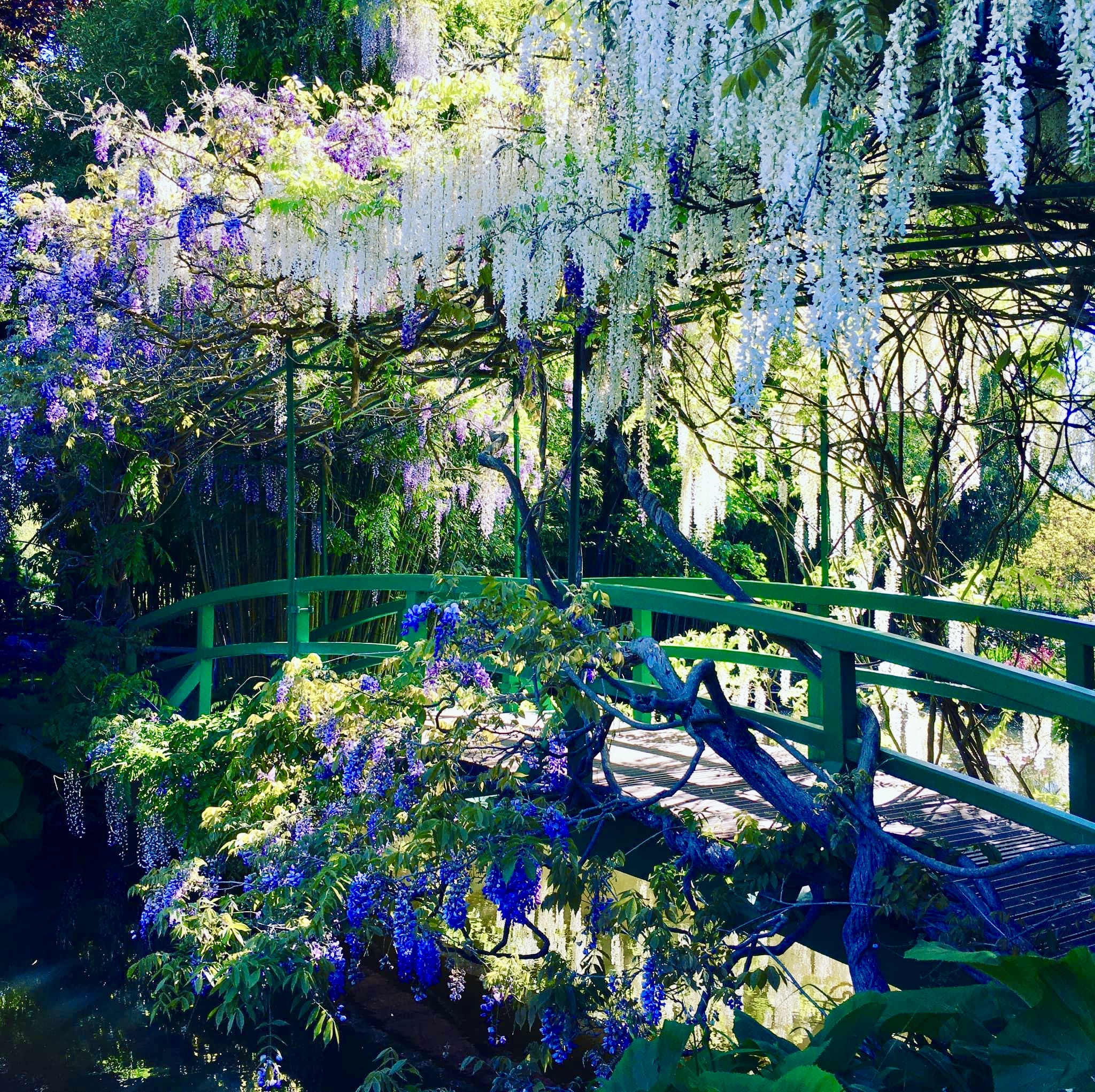 Photo 28 12 2025 10 38 58  lila