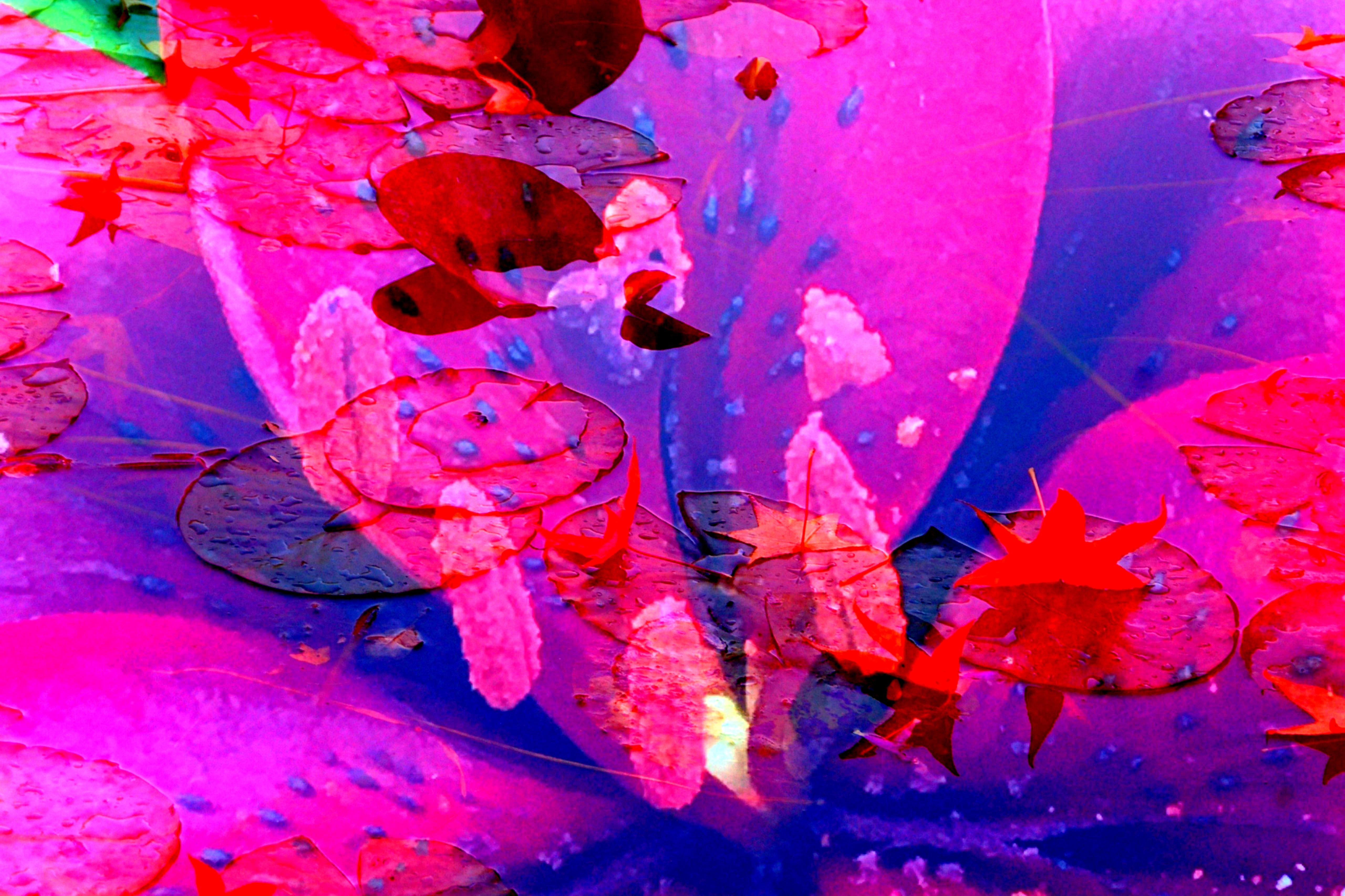 3 expo giverny fleurs7