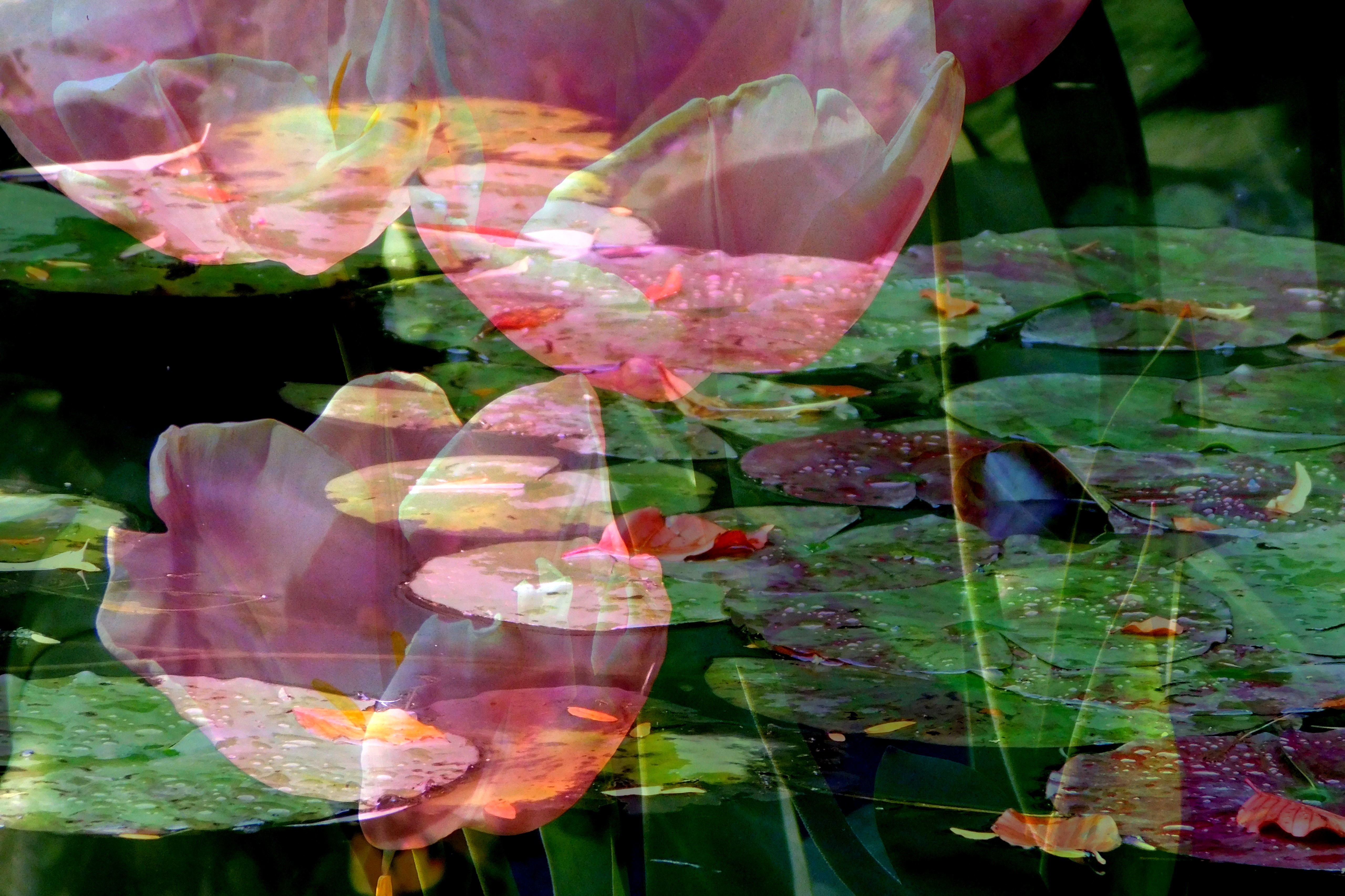 3 expo giverny fleurs11