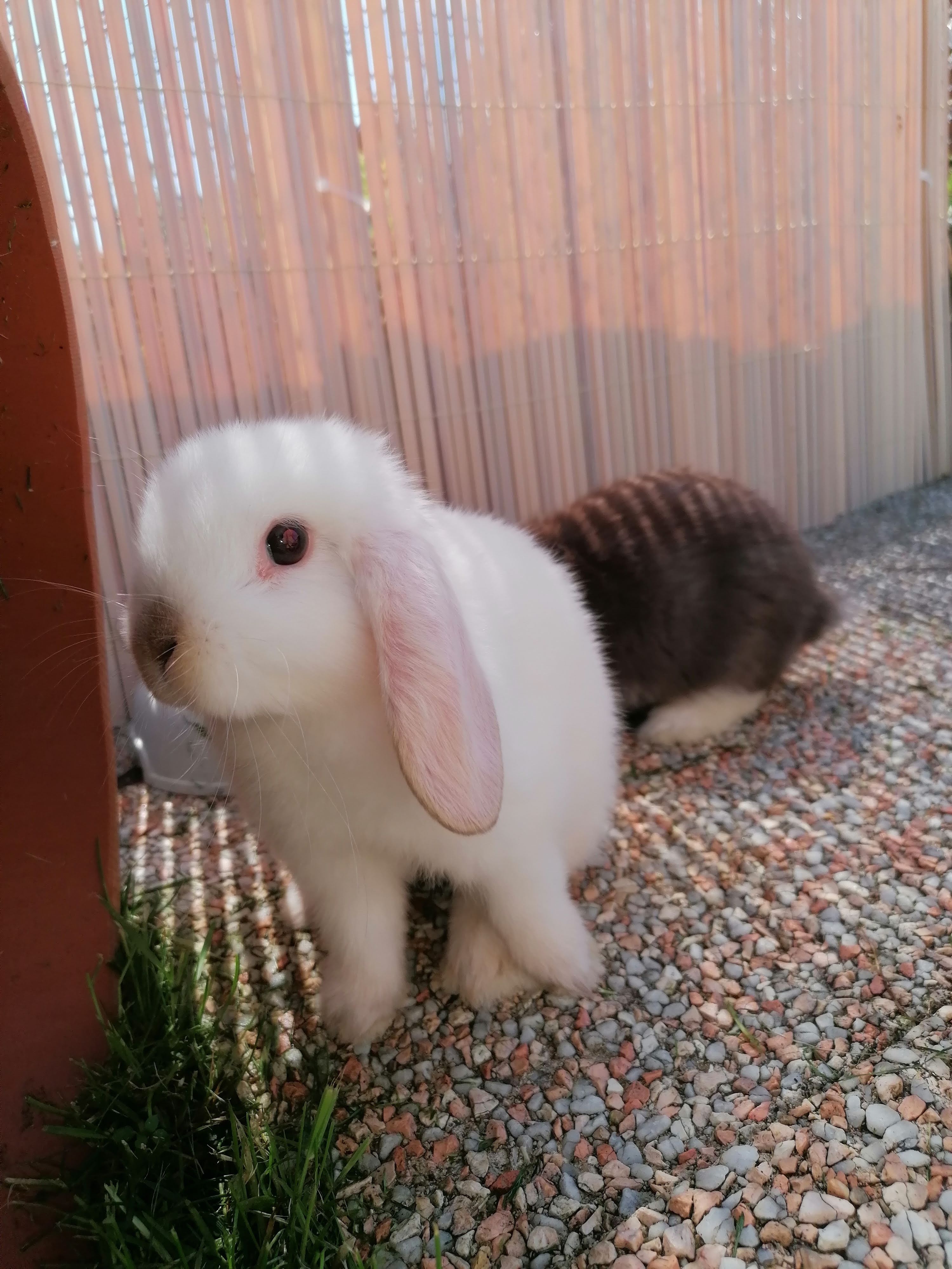 Siamois