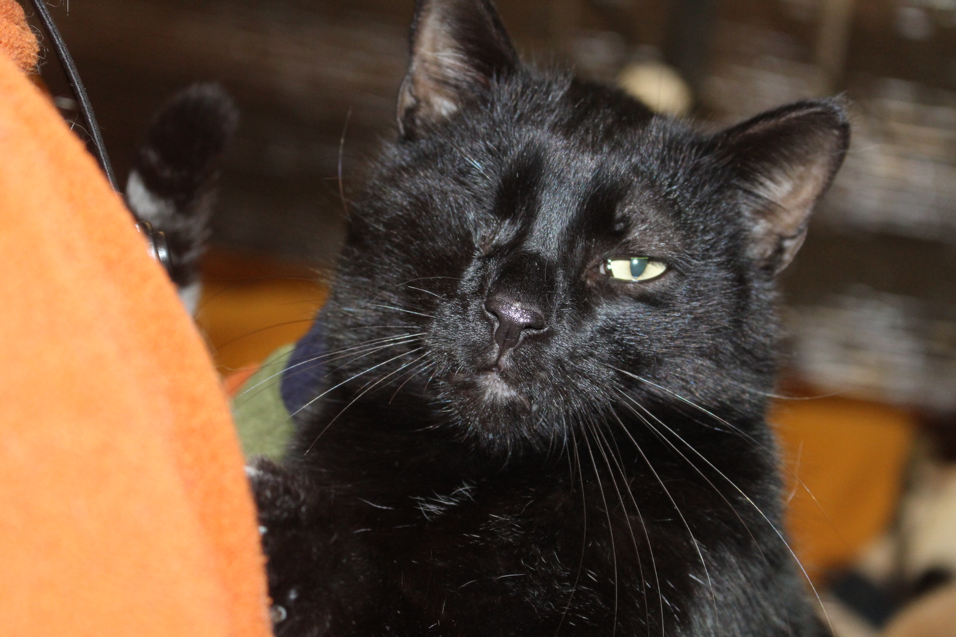 Zorro